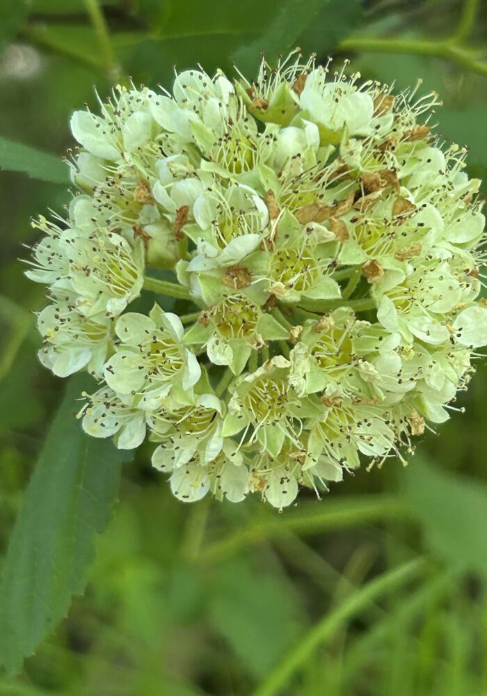 Pacific ninebark. MA McCrary. April 24, 2026.