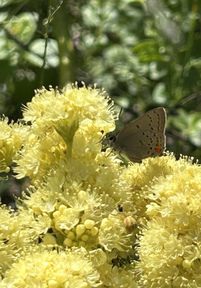 Heart-leaved or arrow-leaved buckwheat. MA McCrary. April 24, 2026.