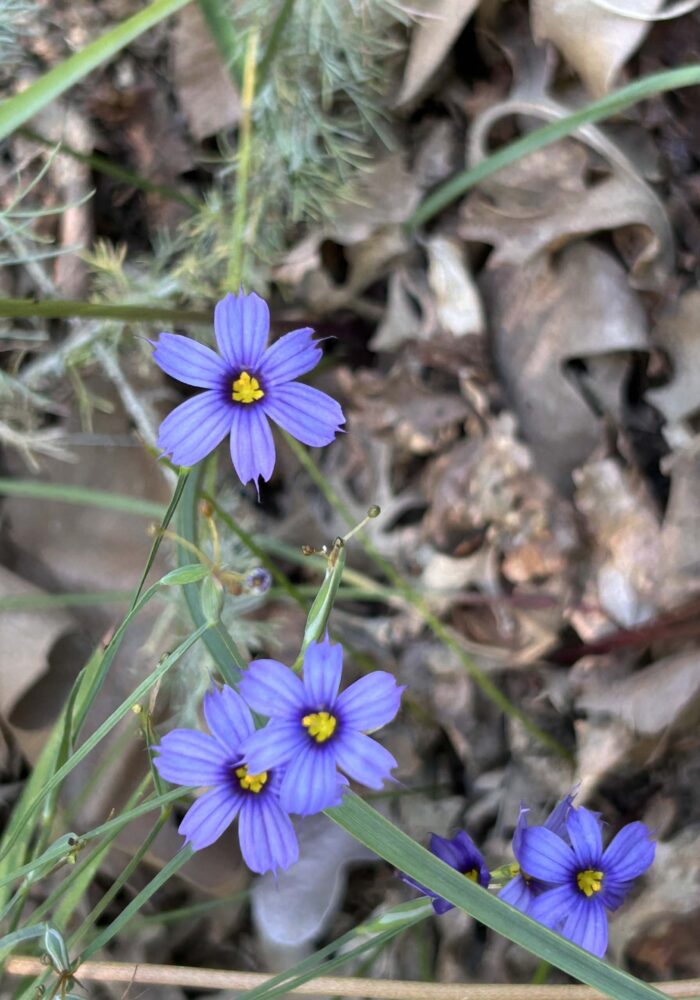 Blue-eyed-grass. MA McCrary. April 23, 2026.