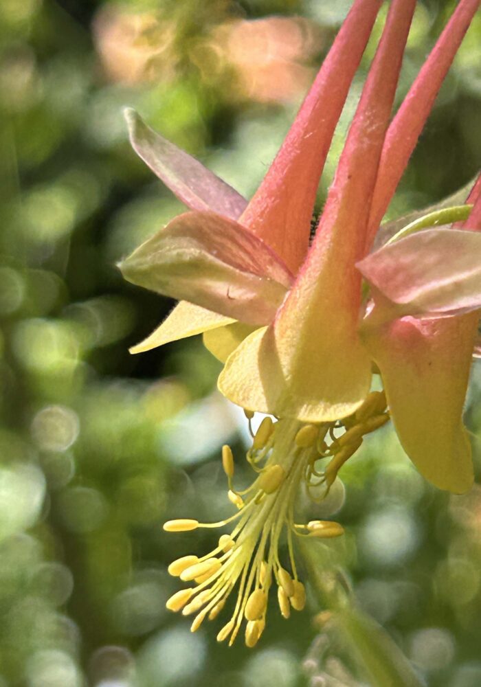 Western columbine. MA McCrary. April 24, 2026.