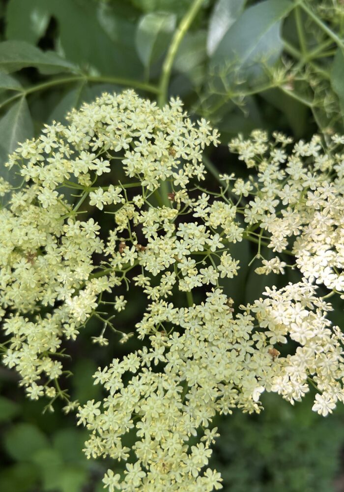 Blue elderberry. MA McCrary. April 24, 2026.