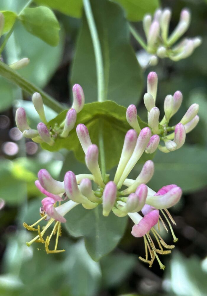 Pink honeksuckle. MA McCrary. April 24, 2026.