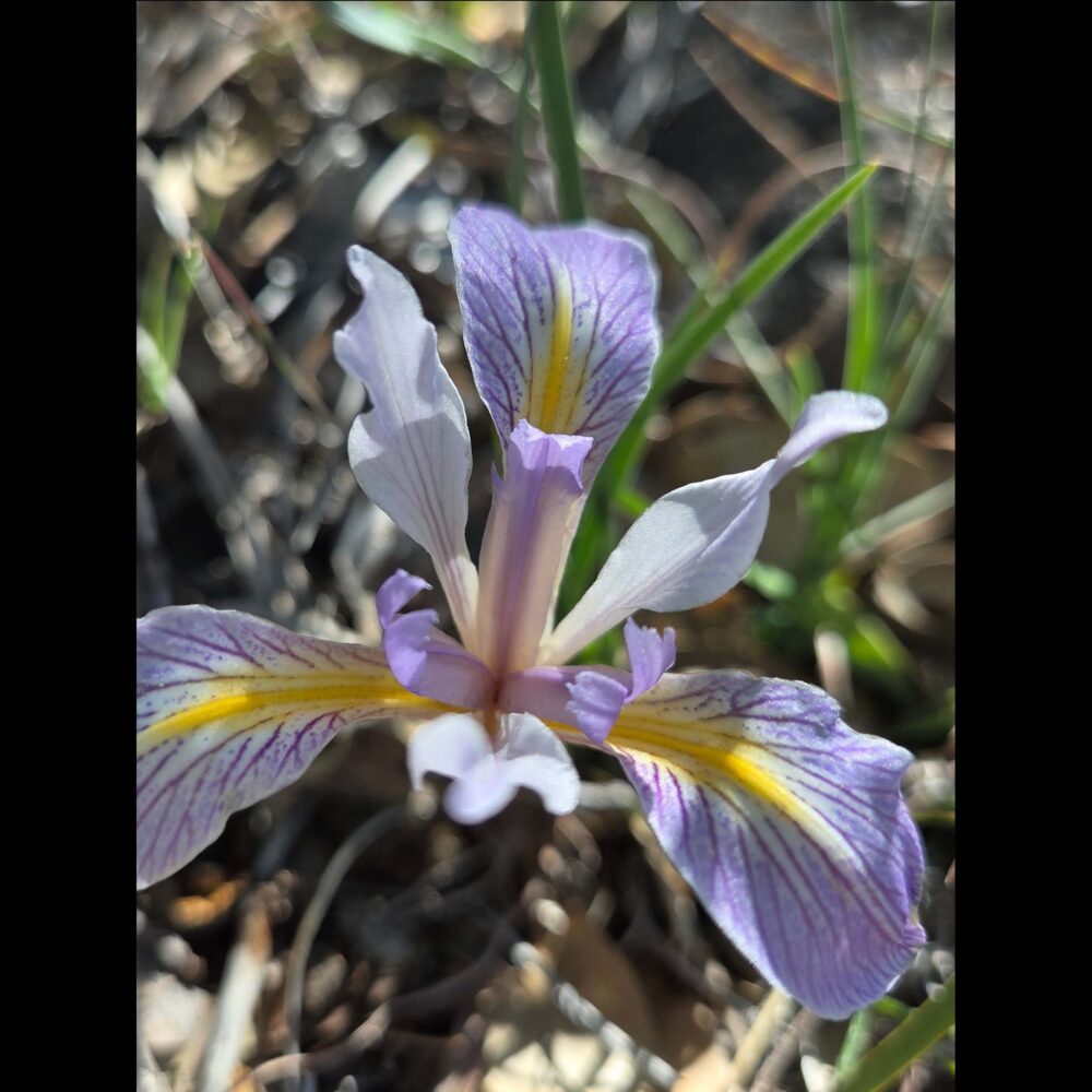Iris in Trinity County