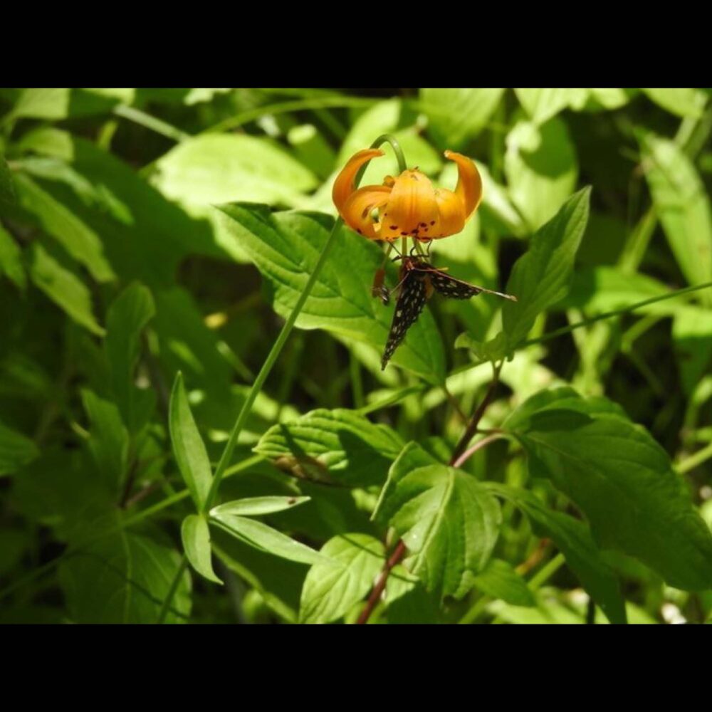 Lily with butterfly