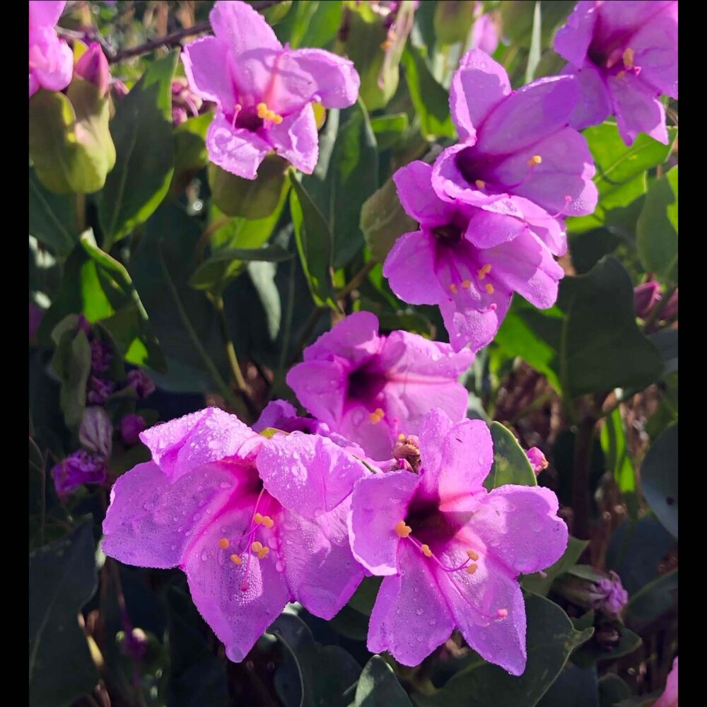 Mirabilis greenei (rare)