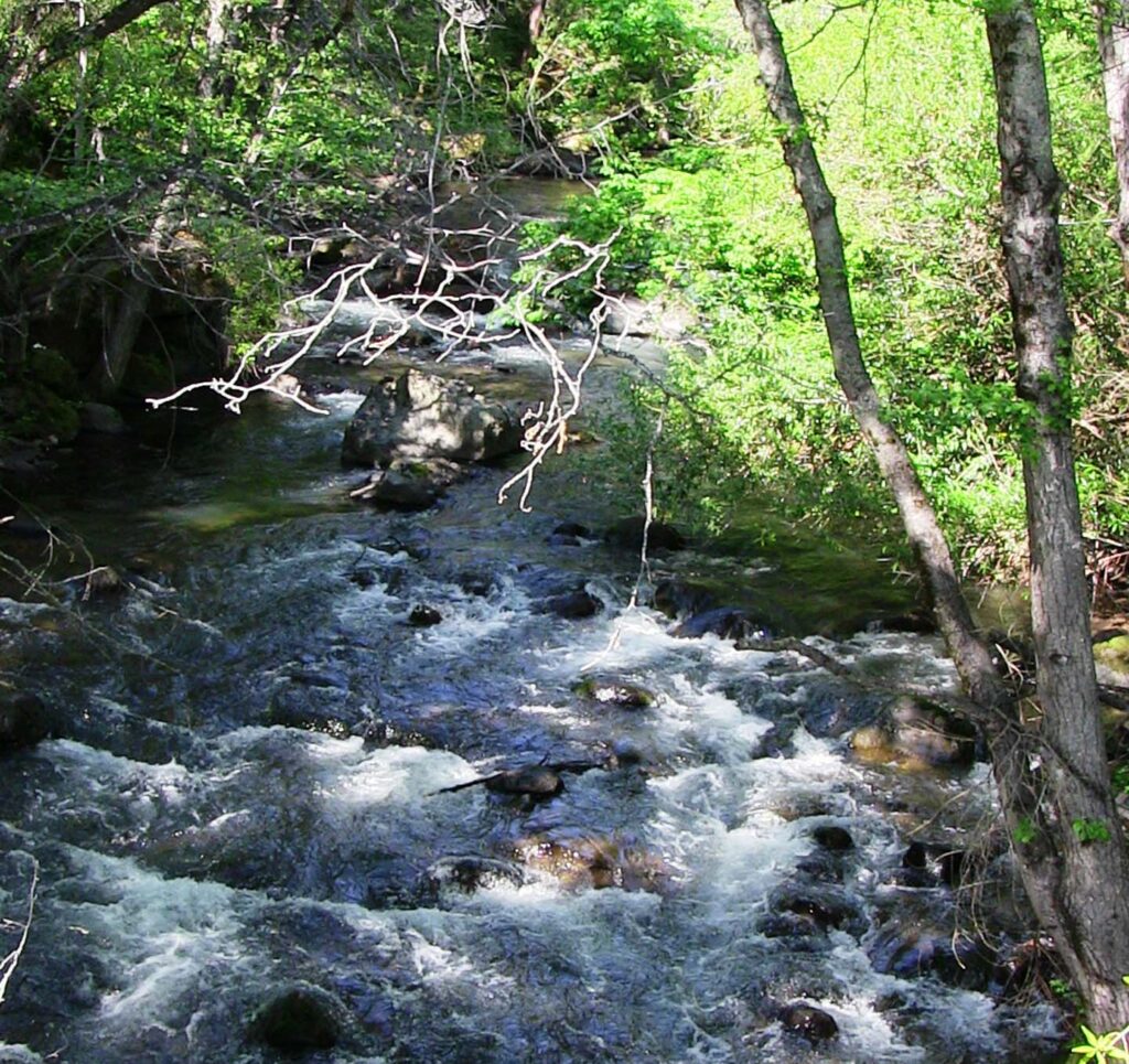 North fork Battle Creek. M. Woodhouse.
