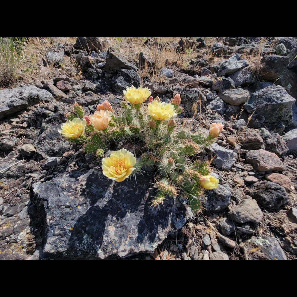 Opuntia fragilis 2