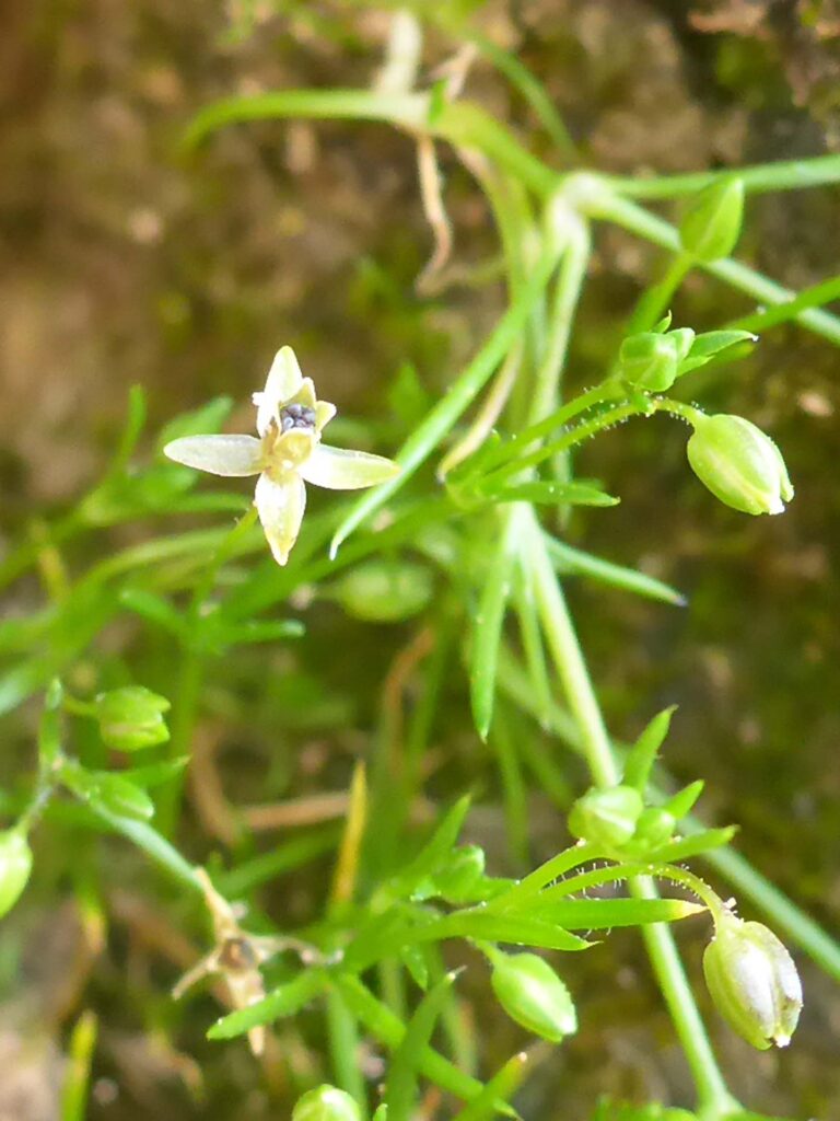 Dwarf pearlwort. D. Burk. Sacramento River Bend Recreation Area. March 15, 2026.