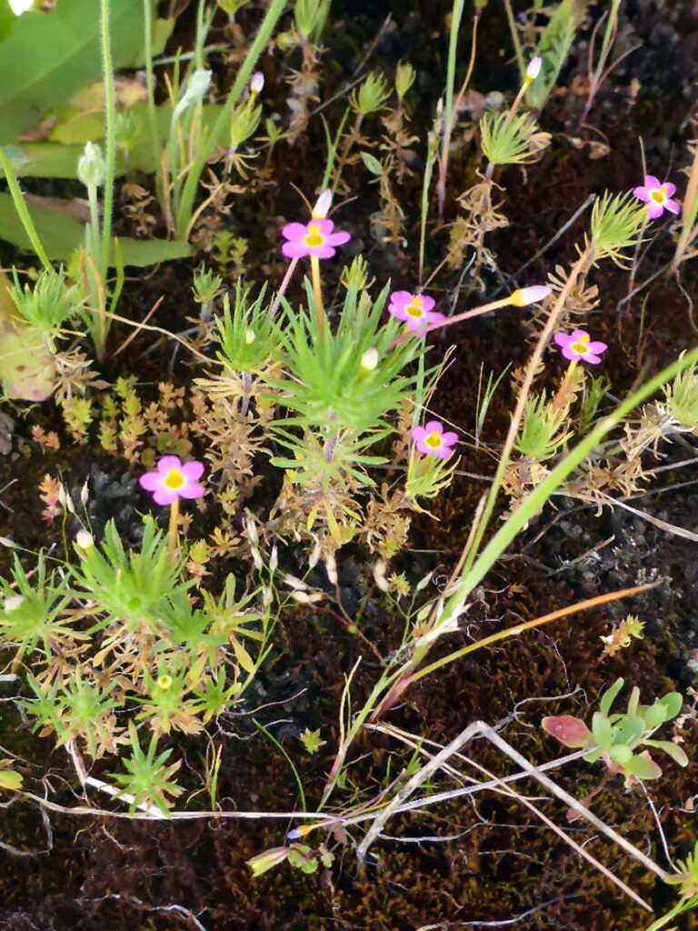 Babystars. D. Burk. Sacramento River Bend Recreation Area. March 15, 2026.