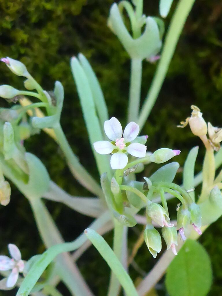 Little miner's-lettuce closeup. D. Burk. Sacramento River Bend Recreation Area. March 15, 2026.
