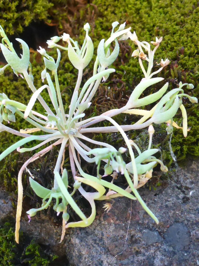 Little miner's-lettuce. D. Burk. Sacramento River Bend Recreation Area. March 15, 2026.