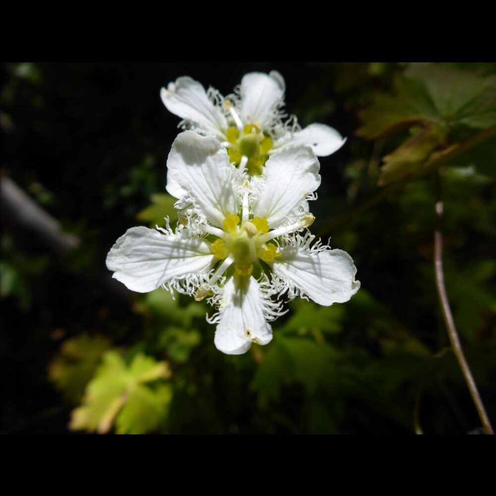 Parnassia fimbriata
