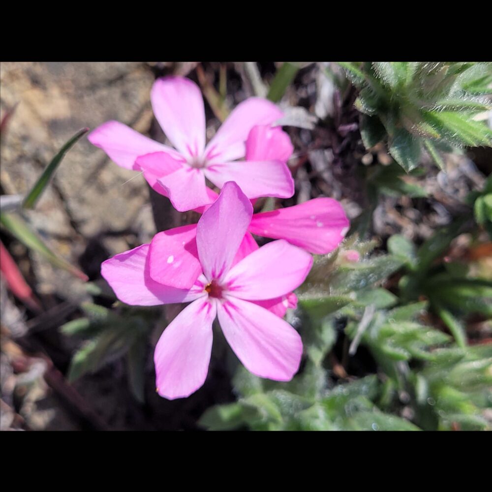 Phlox hirsuta, Yreka Phlox