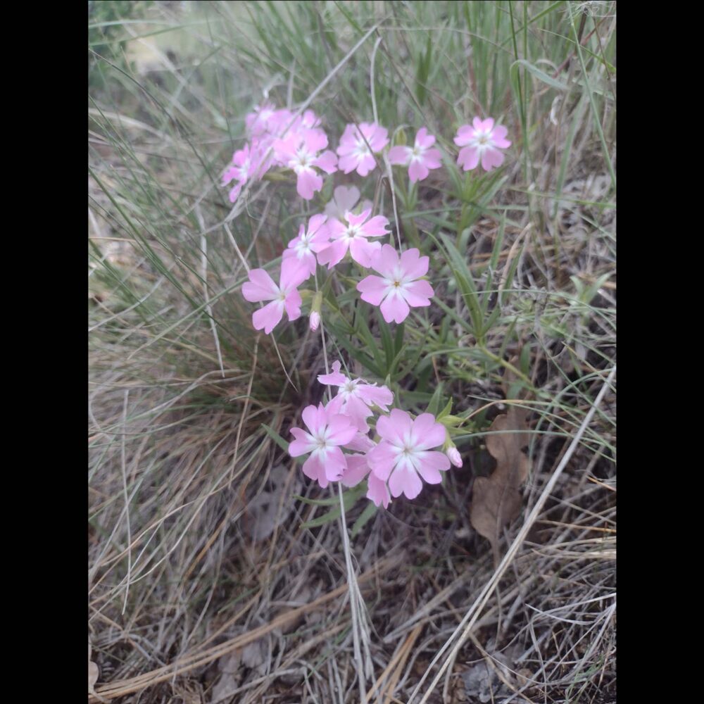 Showy Phlox, Phlox speciosa