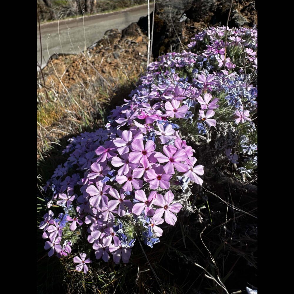 Spreading Phlox