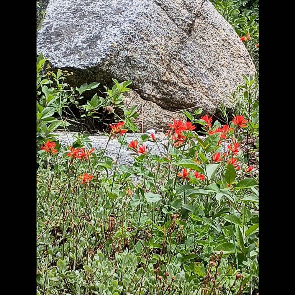 Taylor Lake Paintbrush