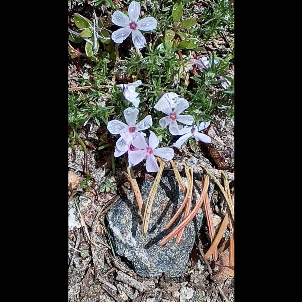 Taylor Lake Phlox