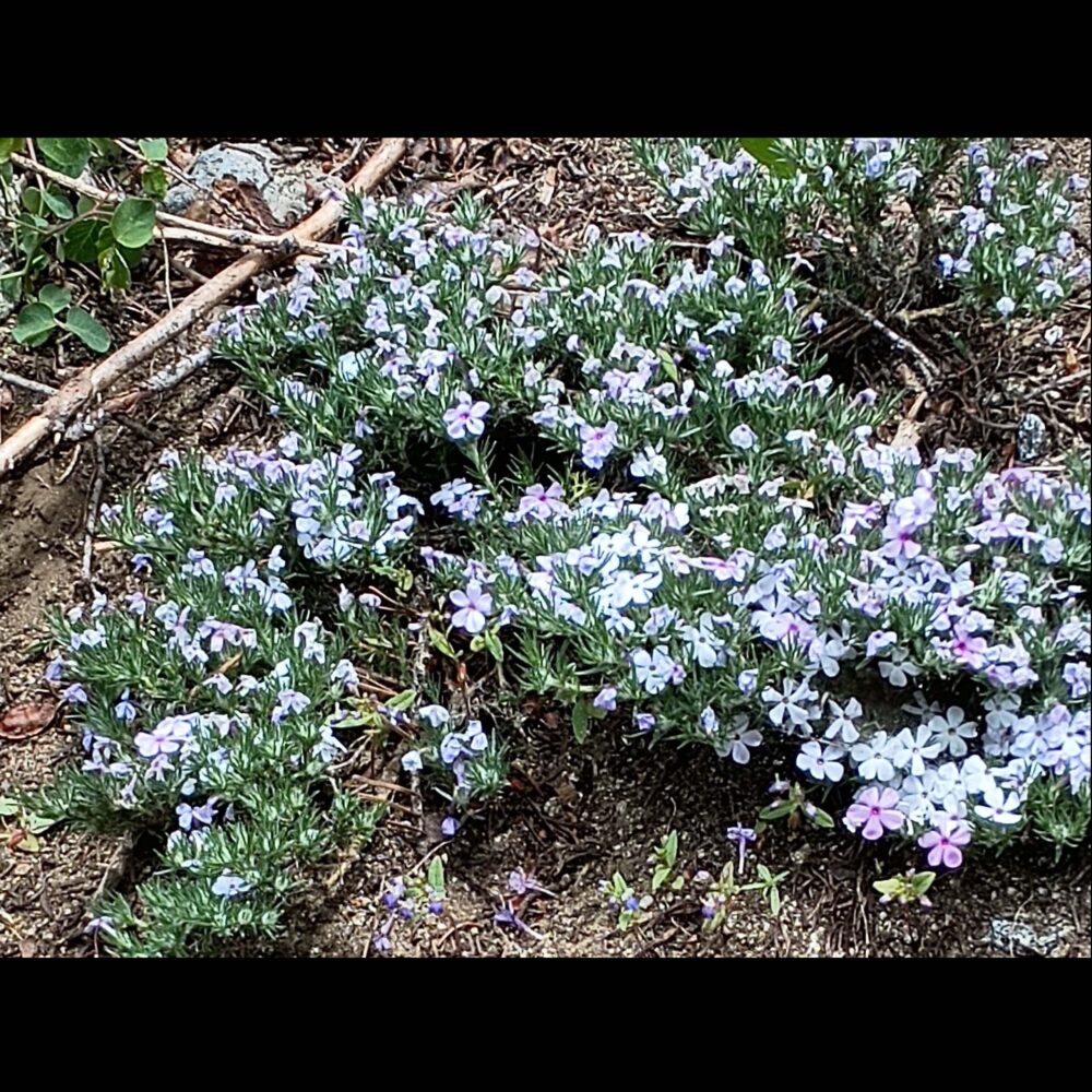Taylor Lake Phlox 2