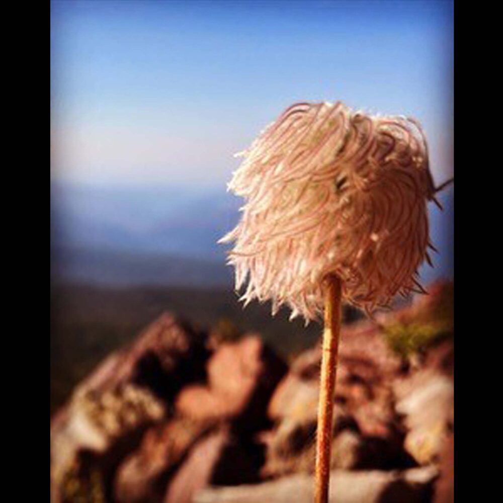 Truffula Tuft, Anemone occidentalis
