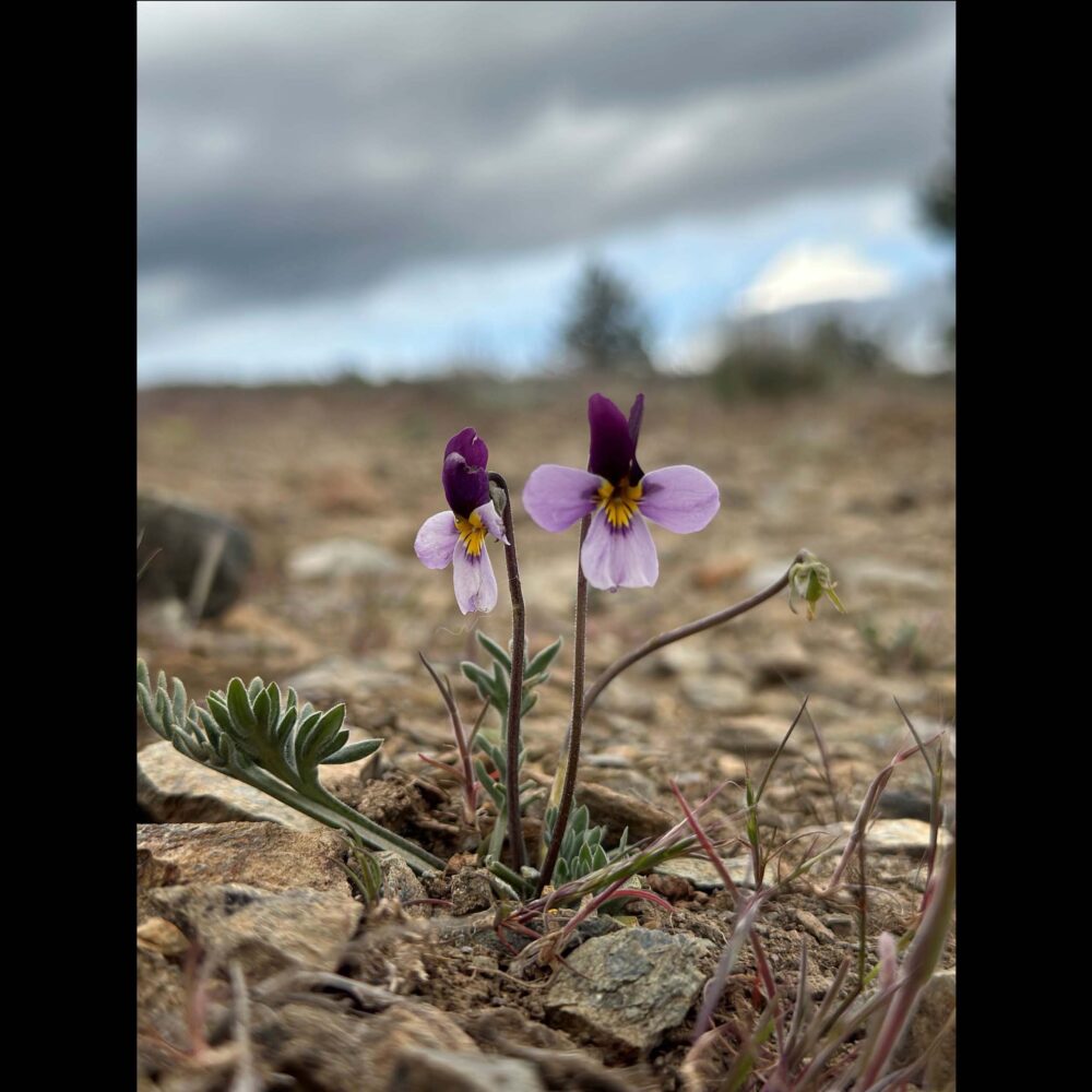 Viola beckwithii