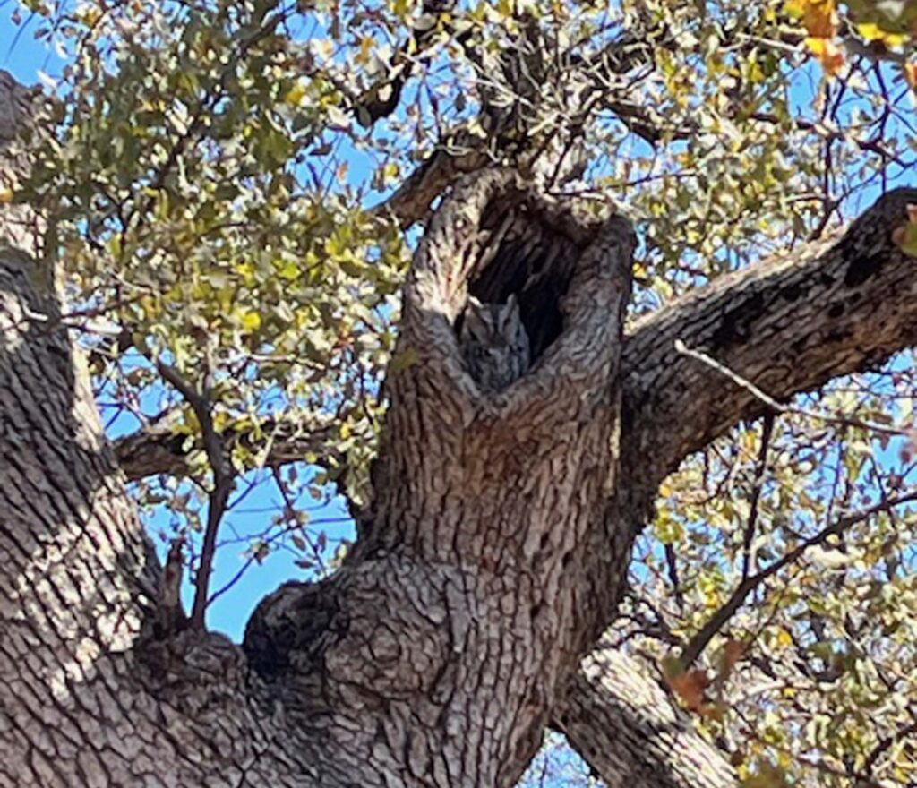 Western Screech Owl in blue oak. M. Woodhouse.
