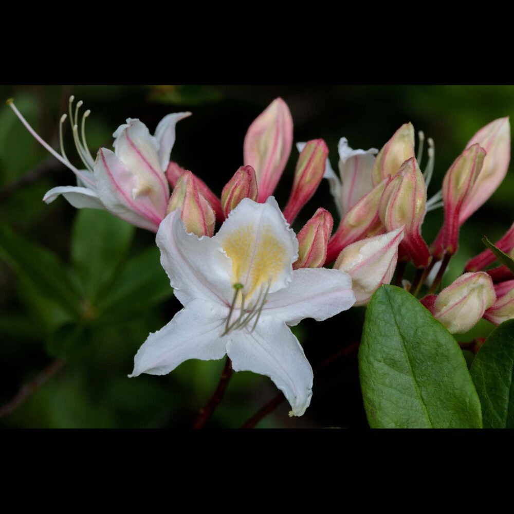 Western Azalea