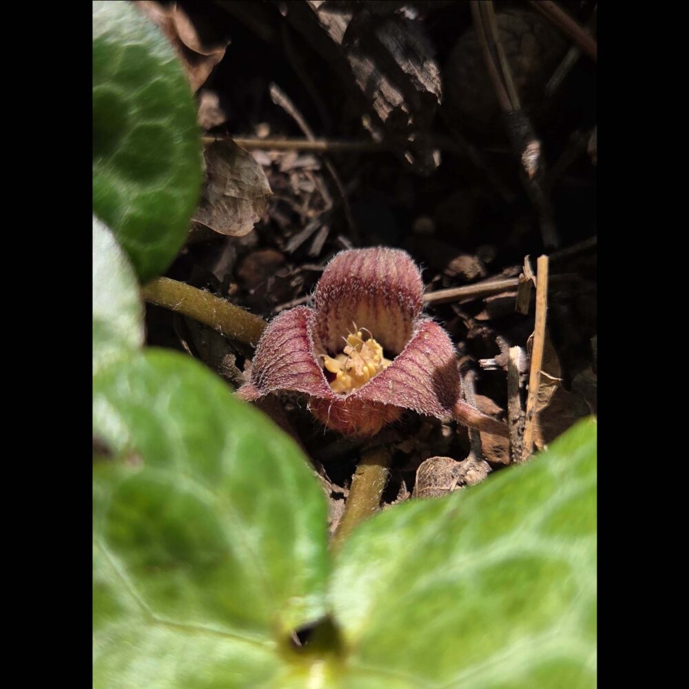 Wild Ginger