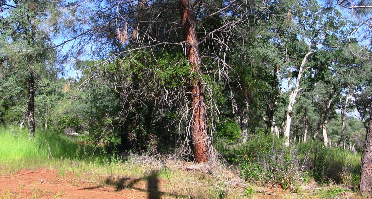 Manton oak woodland to be razed. M. Woodhouse.
