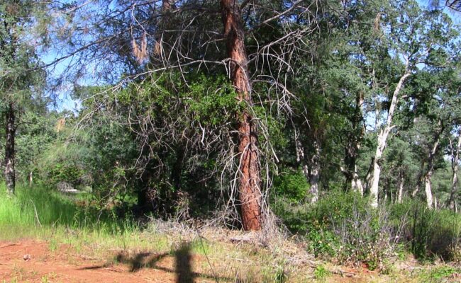 Manton oak woodland to be razed. M. Woodhouse.