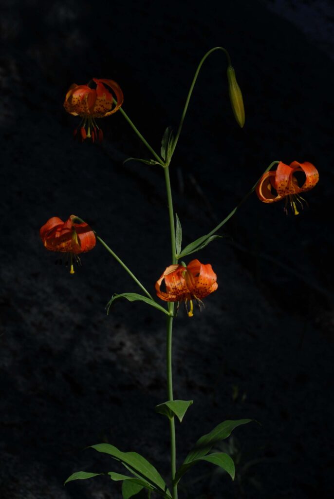 Tied for Third Place: California Tiger Lily, Lilium pardalinum, by Colin Kessler.