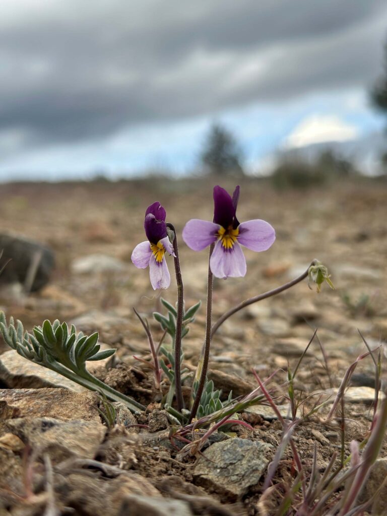 Tied for Third Place: Viola beckwithii, by Emily Jackson.