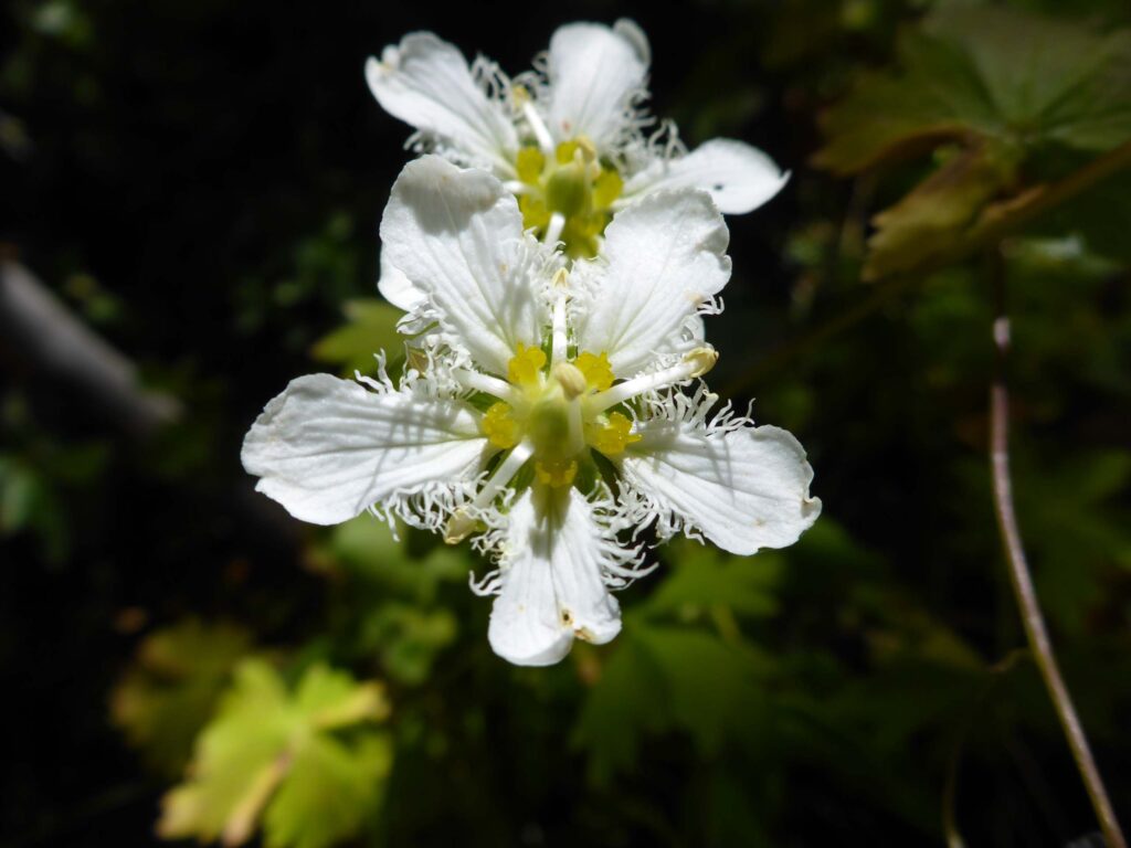 Second Place winner: Parnassia fimbriata, by Merissa Hanisko.