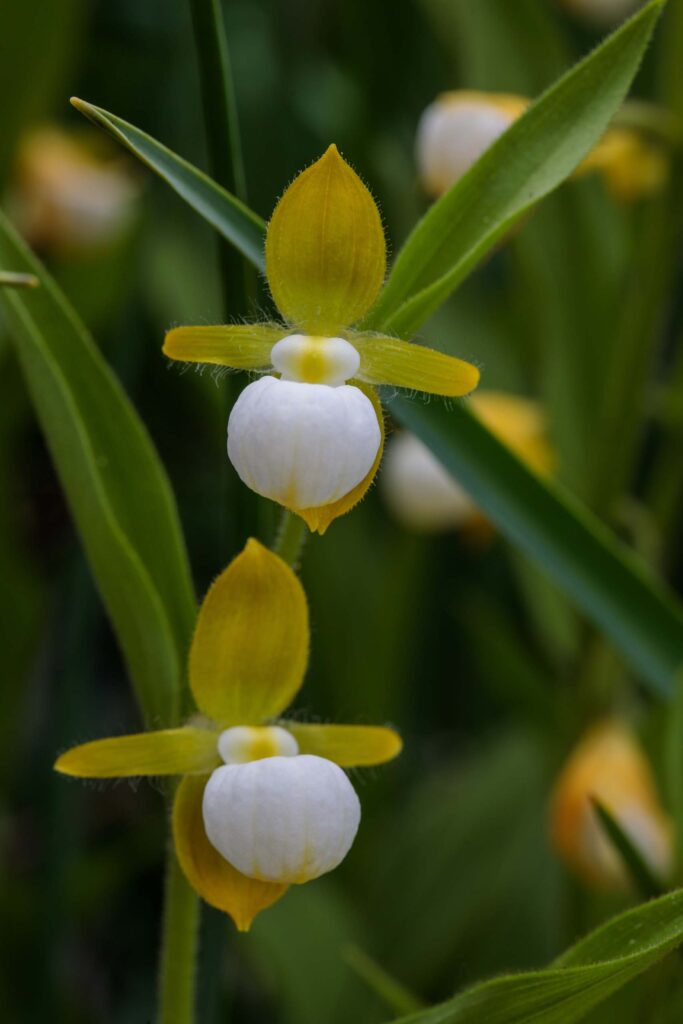 First Place winner: CA Ladys Slipper, by Patty Hood.