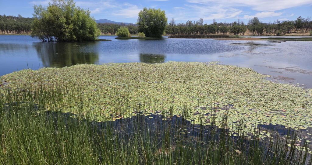 Mat of watershield. D. Burk.