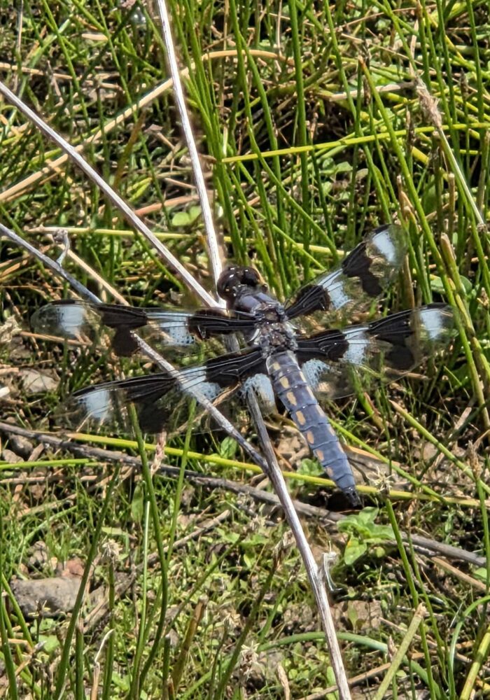 20260607_120538 - Copy Dragonfly. D. Burk. Finley Lake. June 7, 2026.