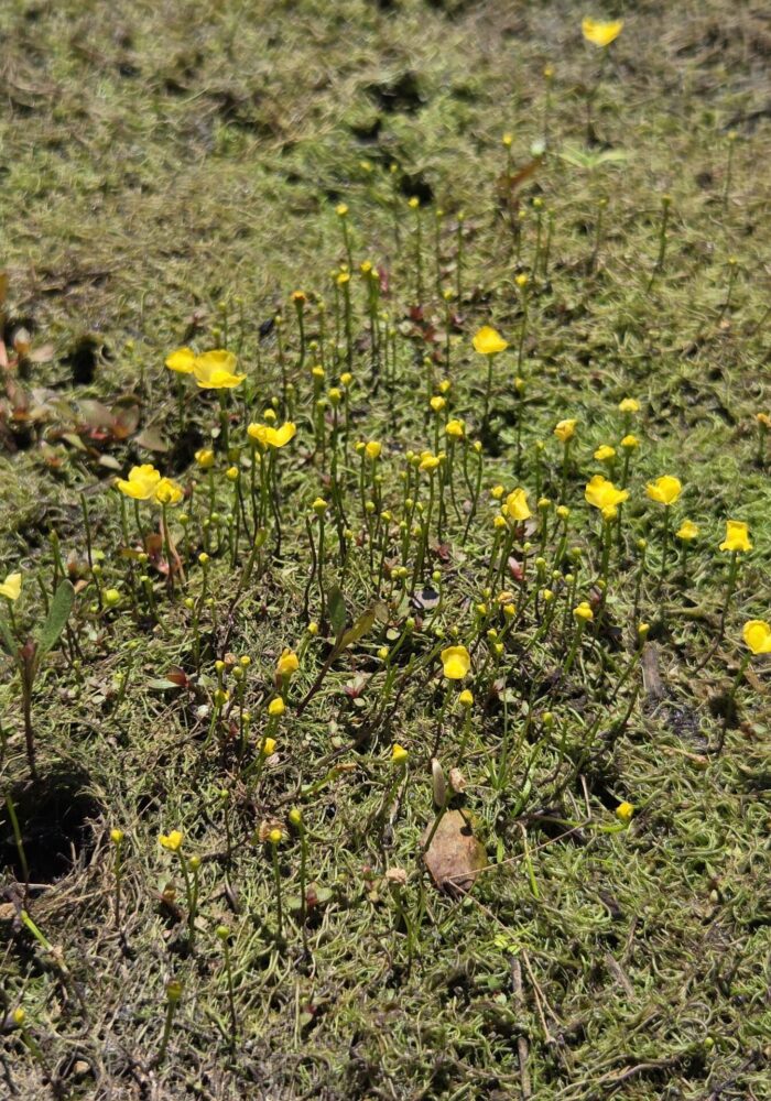 20260607_123330 - Copy Humped bladderwort. D. Burk. Finley Lake. June 7, 2026.