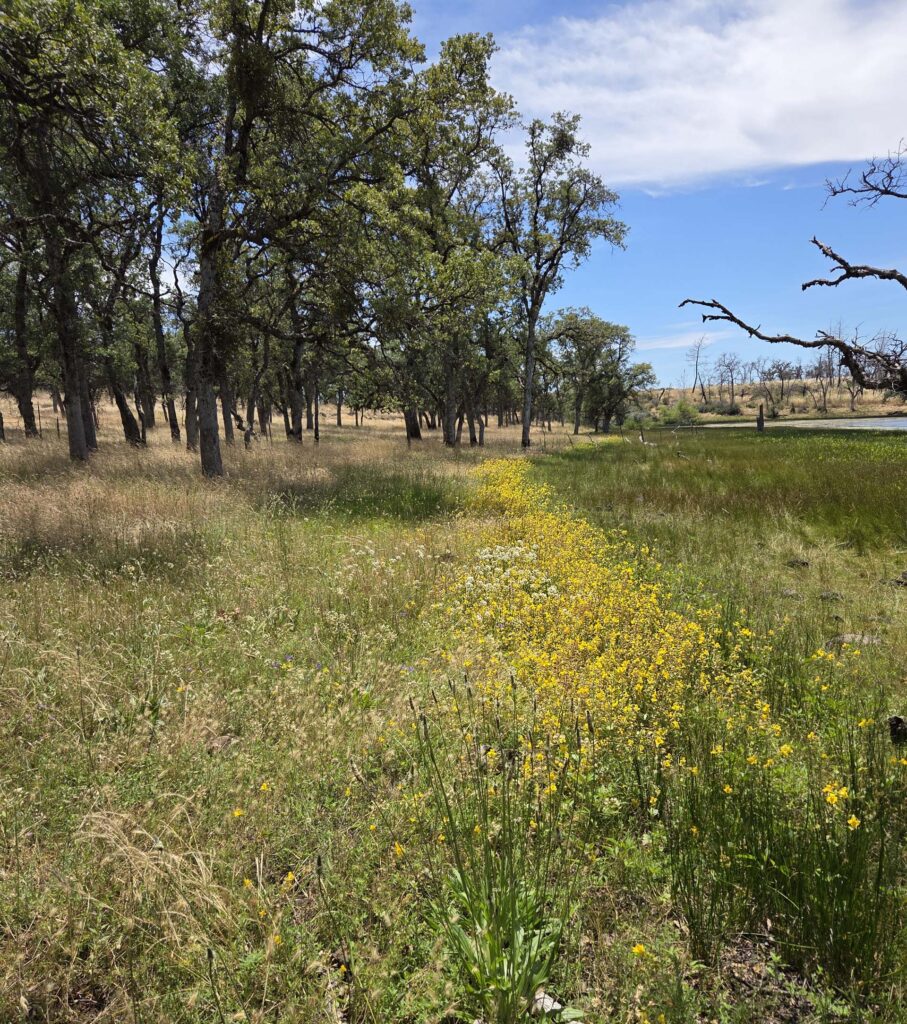Seep monkeyflowers. L. Burk. Finley Lake. June 7, 2026.