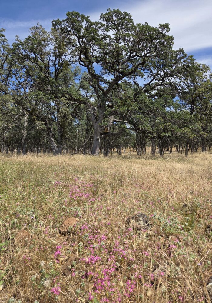 20260607_135401 - Copy Blue oak woodland and charming centaury. L. Burk. Finley Lake. June 7, 2026.