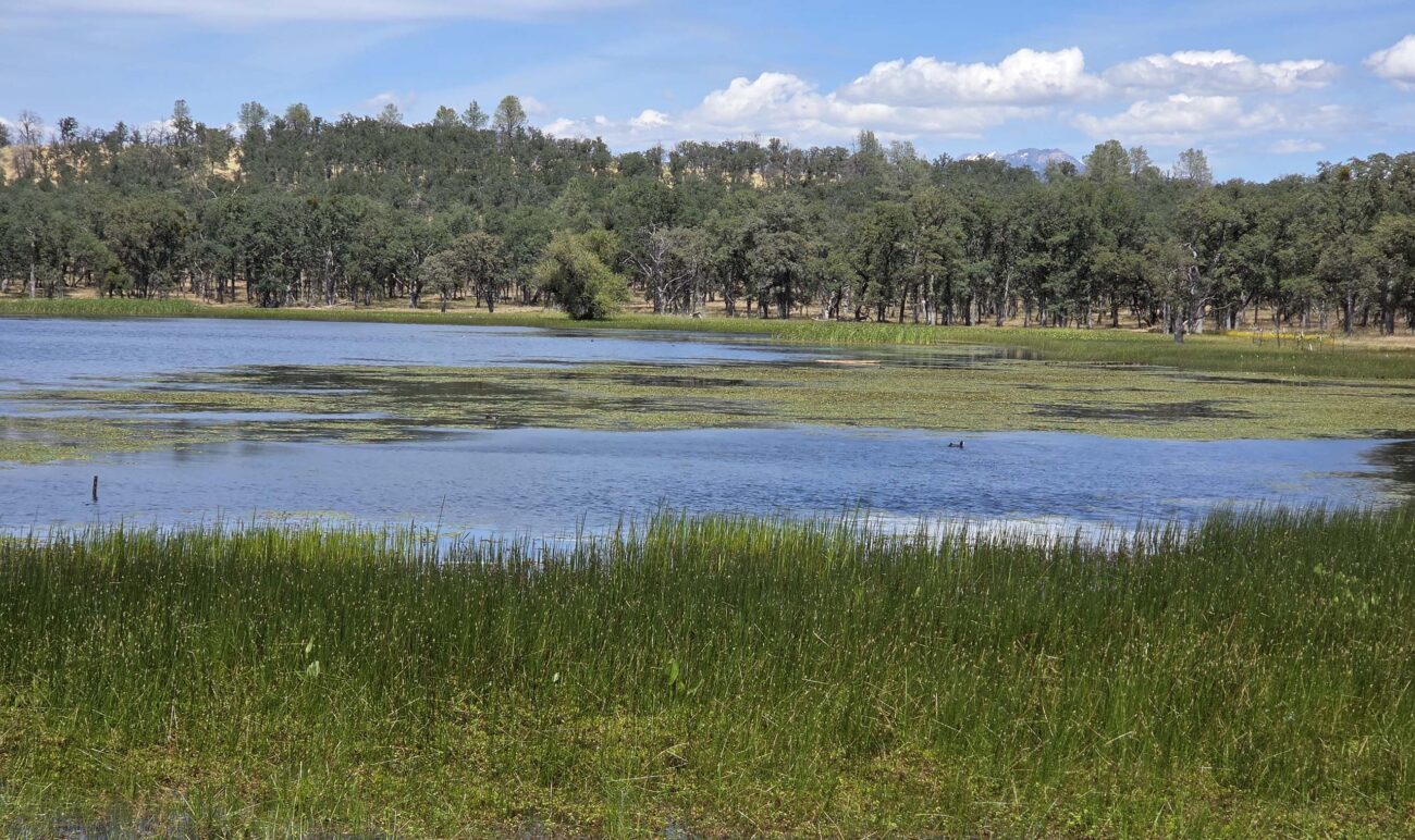 Finley Lake. L. Burk.