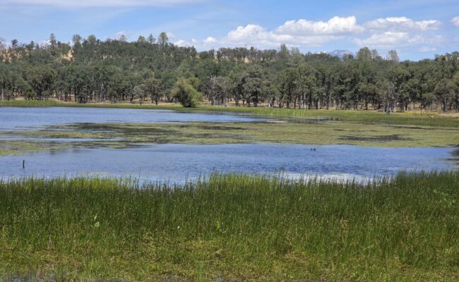 Finley Lake. L. Burk.
