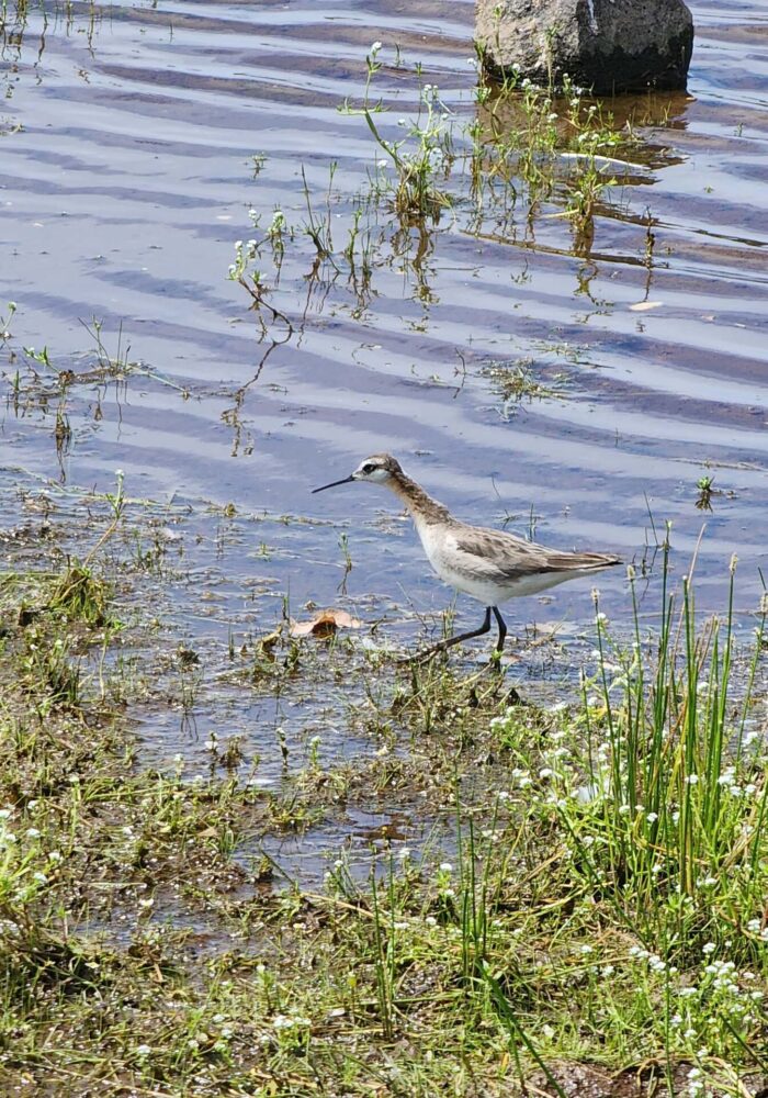 20260607_143720 - Copy Phalarope. D. Burk. Finley Lake. June 7, 2026.