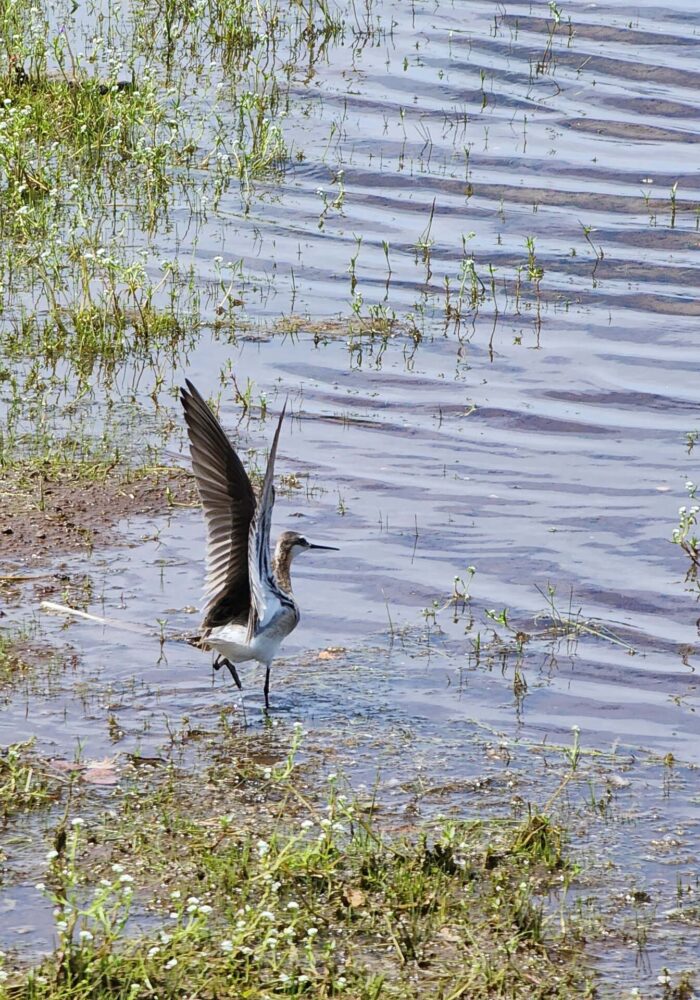 20260607_143724 - Copy Phalarope. D. Burk. Finley Lake. June 7, 2026.