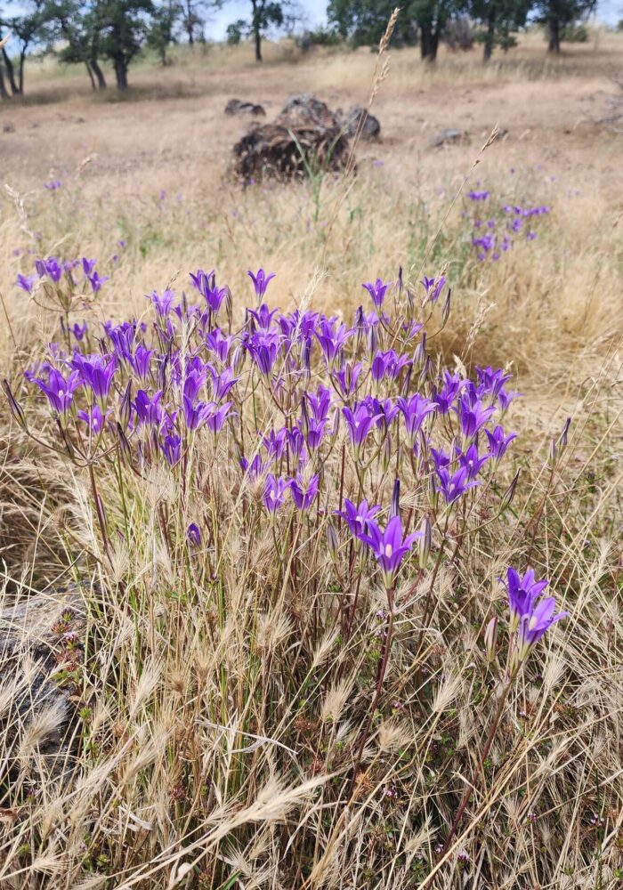 20260607_151614 - Copy Harvest brodiaea closeup. D. Burk. Finley Lake. June 7, 2026.