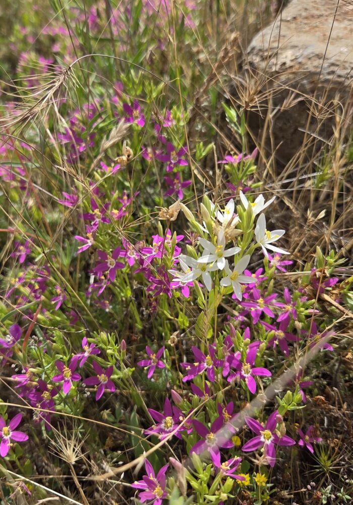 20260607_153122 - Copy June centaury and charming centaury. D. Burk. Finley Lake. June 7, 2026.