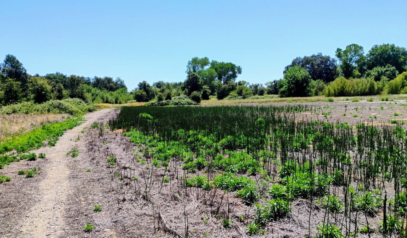 Proposed site for motorcycle business at Anderson River Park. D. L.