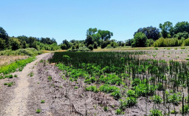 Proposed site for motorcycle business at Anderson River Park. D. L.