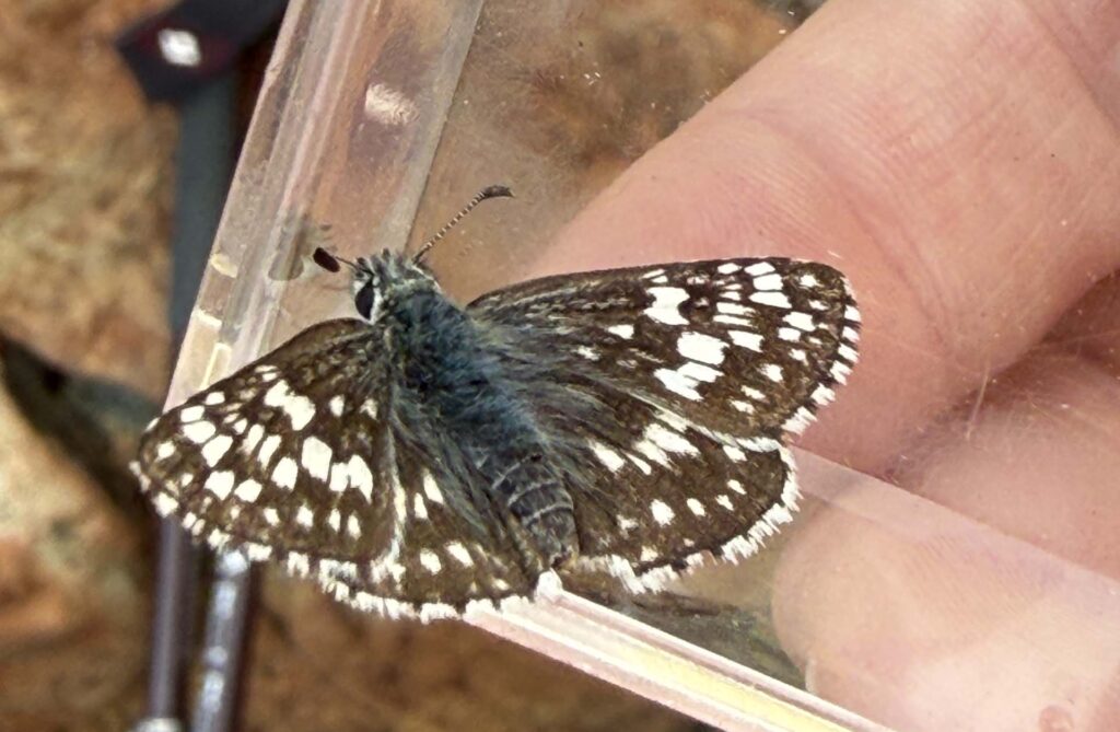 Common checkered-skipper. Courtesy of Mt. Shasta Area Audubon.