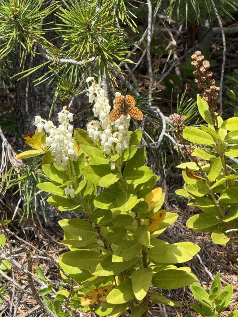 Butterfly on Sierra laurel. D. Ledger. Cedar Basin. June 20, 2026.