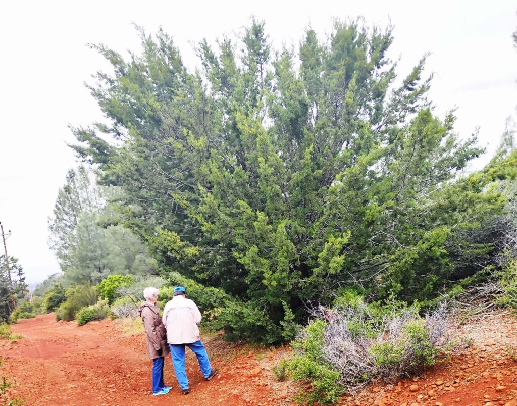 MacNab cypress. D. Ledger.