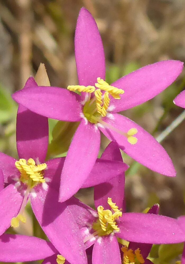 P1070946 - Copy Charming centaury. D. Burk. Finley Lake. June 7, 2026.
